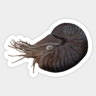 Galaxy Nautilus Sticker